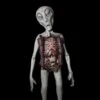 "Alien Autopsy" Sci-Fi Prop -Halloween Costumes Store alien autopsy sci fi prop 28733757358128