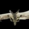 "Brown Bat With Skull Head" Animal Prop -Halloween Costumes Store brown bat with skull head animal prop 28426787979312