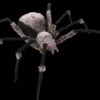 "Giant Spider With LED Eyes" Monster Halloween Prop -Halloween Costumes Store giant spider with led eyes monster halloween prop 14285468926000