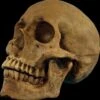 "Hard Resin Human Skull - Movable Jaw" Halloween Prop -Halloween Costumes Store hard resin human skull movable jaw halloween prop 14320492544048