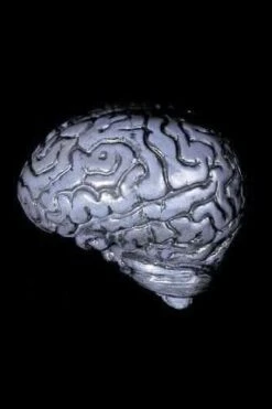 "Human Brain" Haunted House Prop