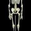 "Human Skeleton" Deluxe Movie Quality Halloween Prop
