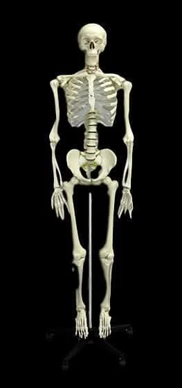 "Human Skeleton" Deluxe Movie Quality Halloween Prop 3 "Human Skeleton" Deluxe Movie Quality Halloween Prop
