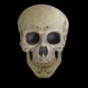"Human Skull" Life Size Halloween Prop -Halloween Costumes Store human skull life size halloween prop 14325686337584