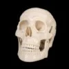 "Life-Size Skull - 1st Class" Halloween Prop 2 "Life-Size Skull - 1st Class" Halloween Prop -Halloween Costumes Store life size skull 1st class halloween prop 14321037803568