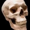 "Life-Size Skull - Aged 2nd Class" Halloween Prop -Halloween Costumes Store life size skull aged 2nd class halloween prop 14320995237936