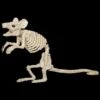 "Mouse Skeleton" Animal Prop -Halloween Costumes Store mouse skeleton animal prop 14321035837488
