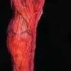 "Peeled Flesh - Left Leg" Human Body Part Halloween Prop -Halloween Costumes Store peeled flesh left leg human body part halloween prop 28432310730800