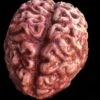 "Silicone Brain" Body Part Halloween Prop -Halloween Costumes Store silicone brain body part halloween prop 28425270198320