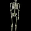 "Skeleton" Hanging Halloween Prop - 60" 1 "Skeleton" Hanging Halloween Prop - 60" -Halloween Costumes Store skeleton hanging halloween prop 60 14320996483120
